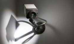 Vel curleif end elitan